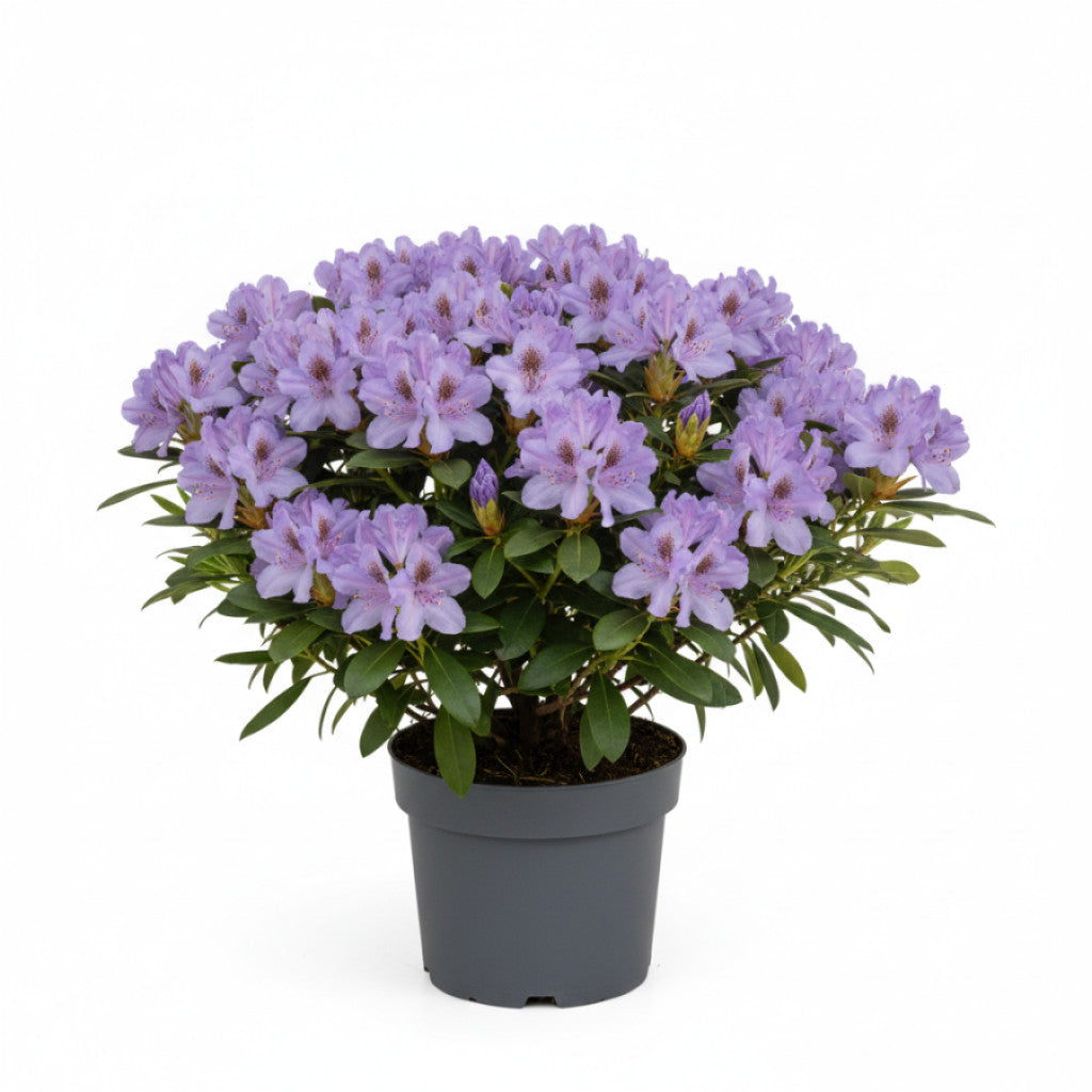 Rhododendron – Rhododendron (Y); &