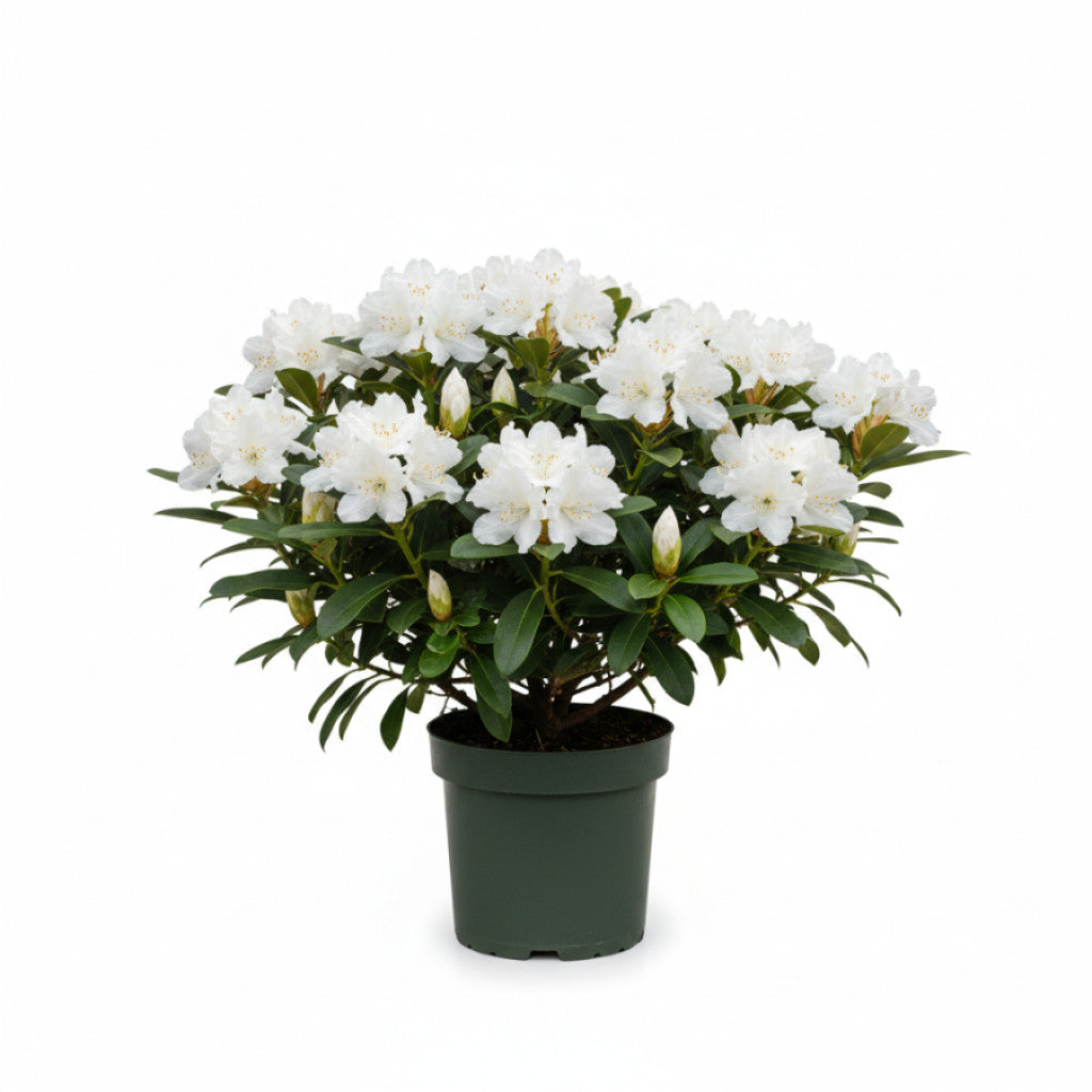 Rhododendron – Rhododendron &