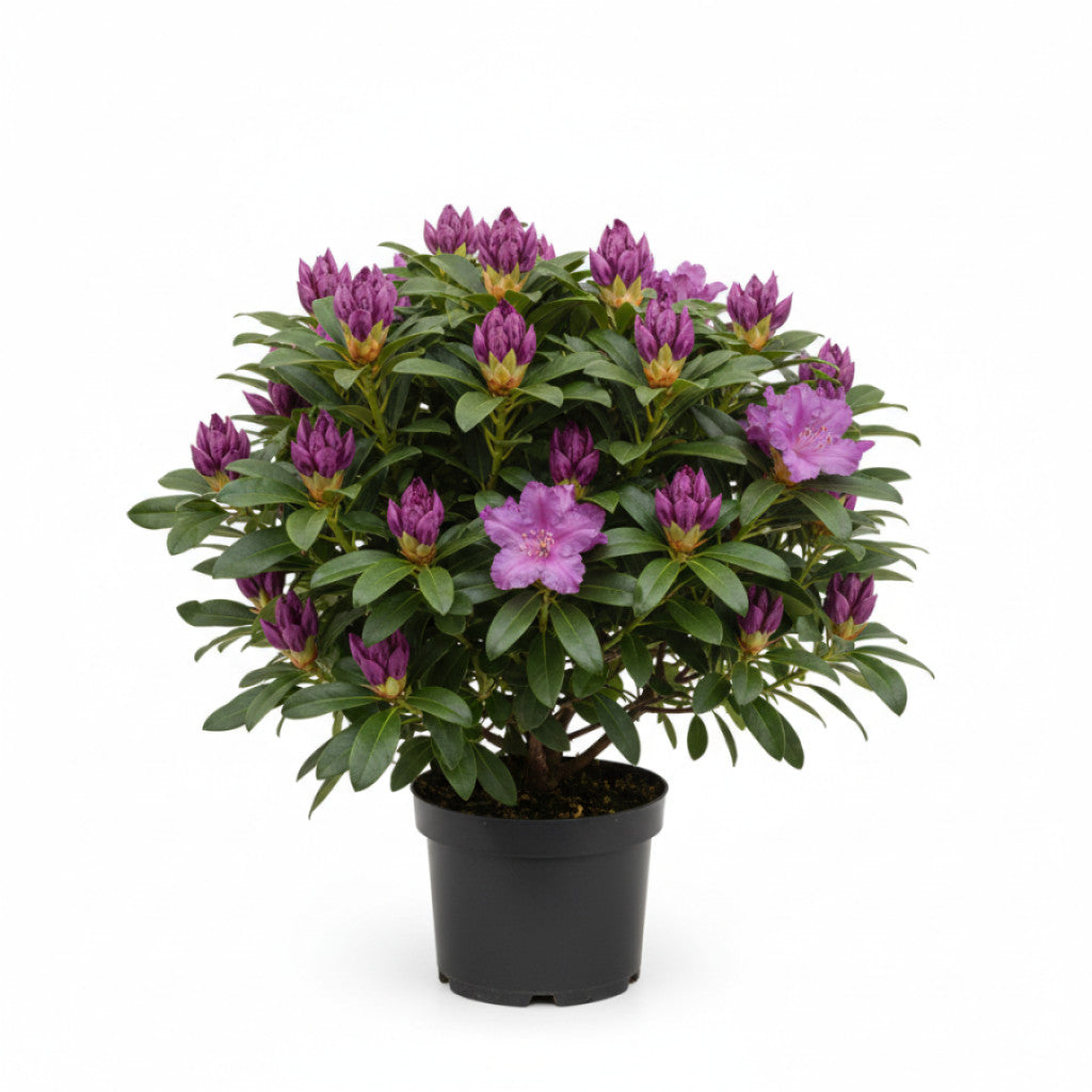 Rhododendron – Rhododendron &