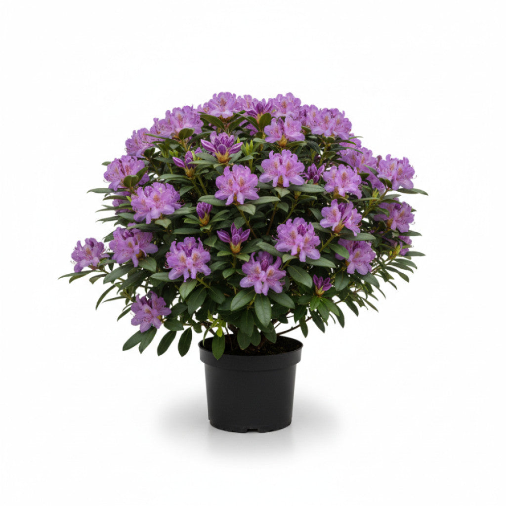 Rhododendron – Rhododendron &