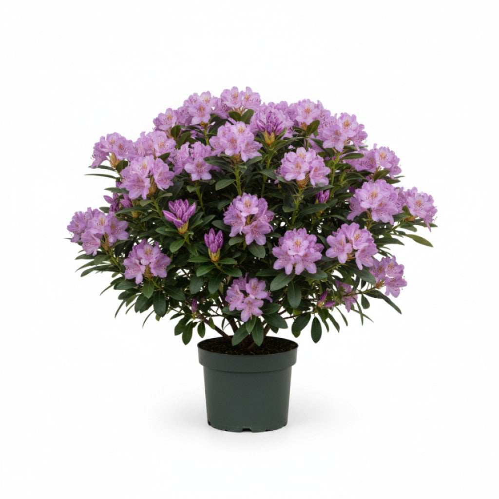 Rhododendron – Rhododendron &