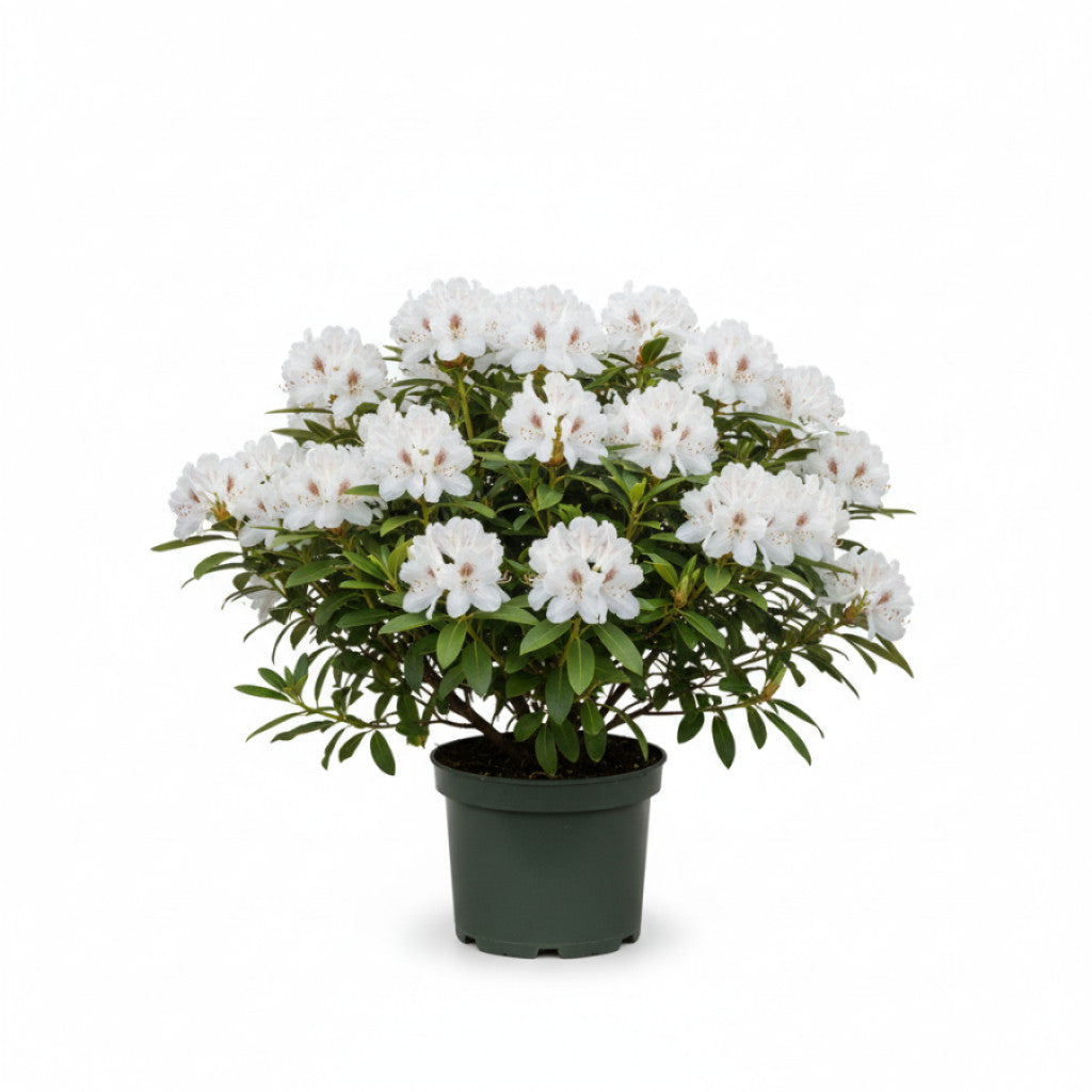 Rhododendron – Rhododendron &