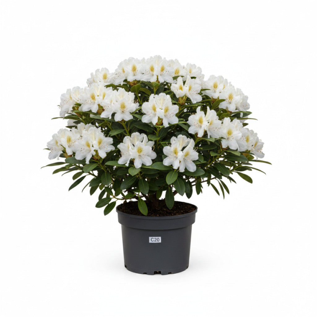Rhododendron – Rhododendron &