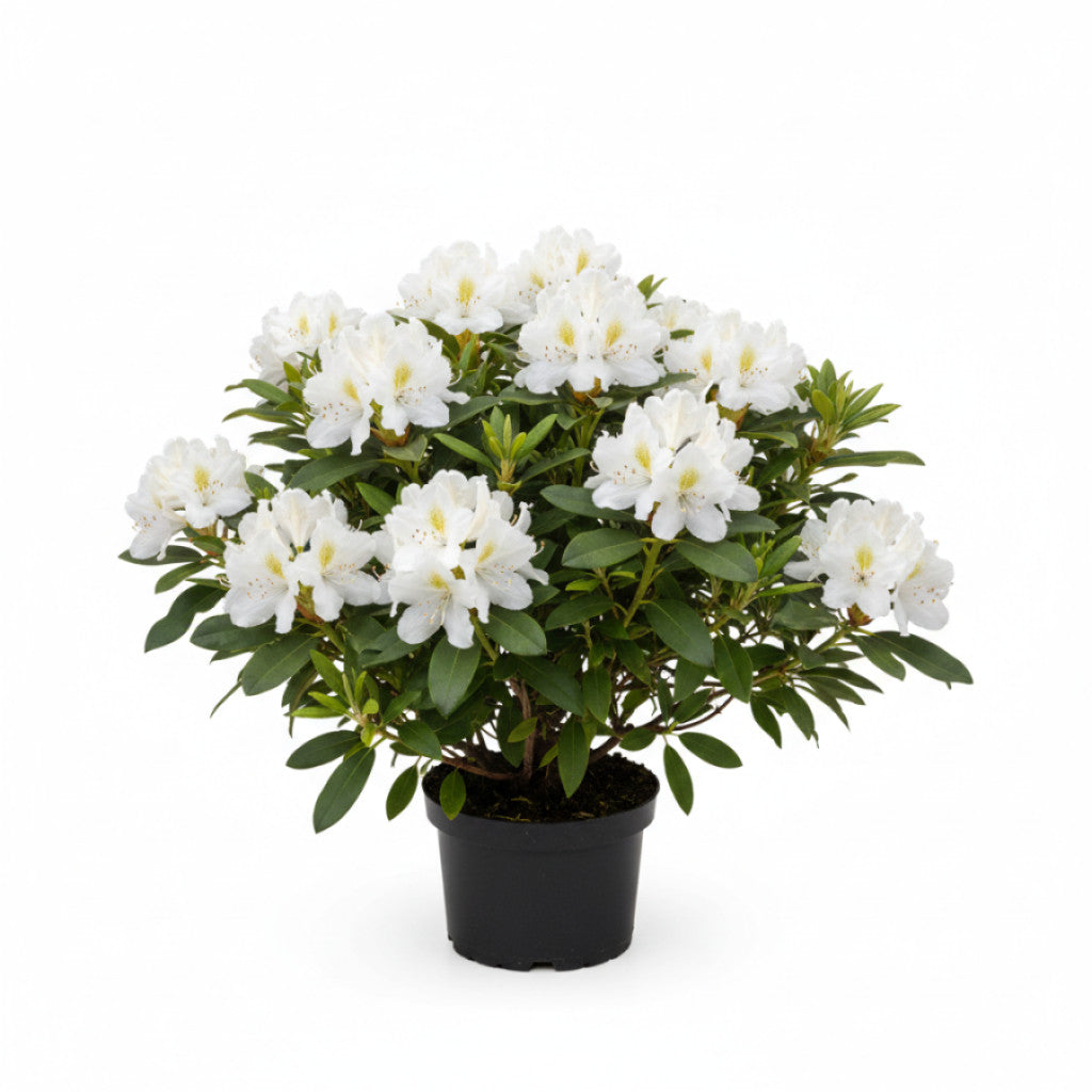 Rhododendron – Rhododendron (Y); &