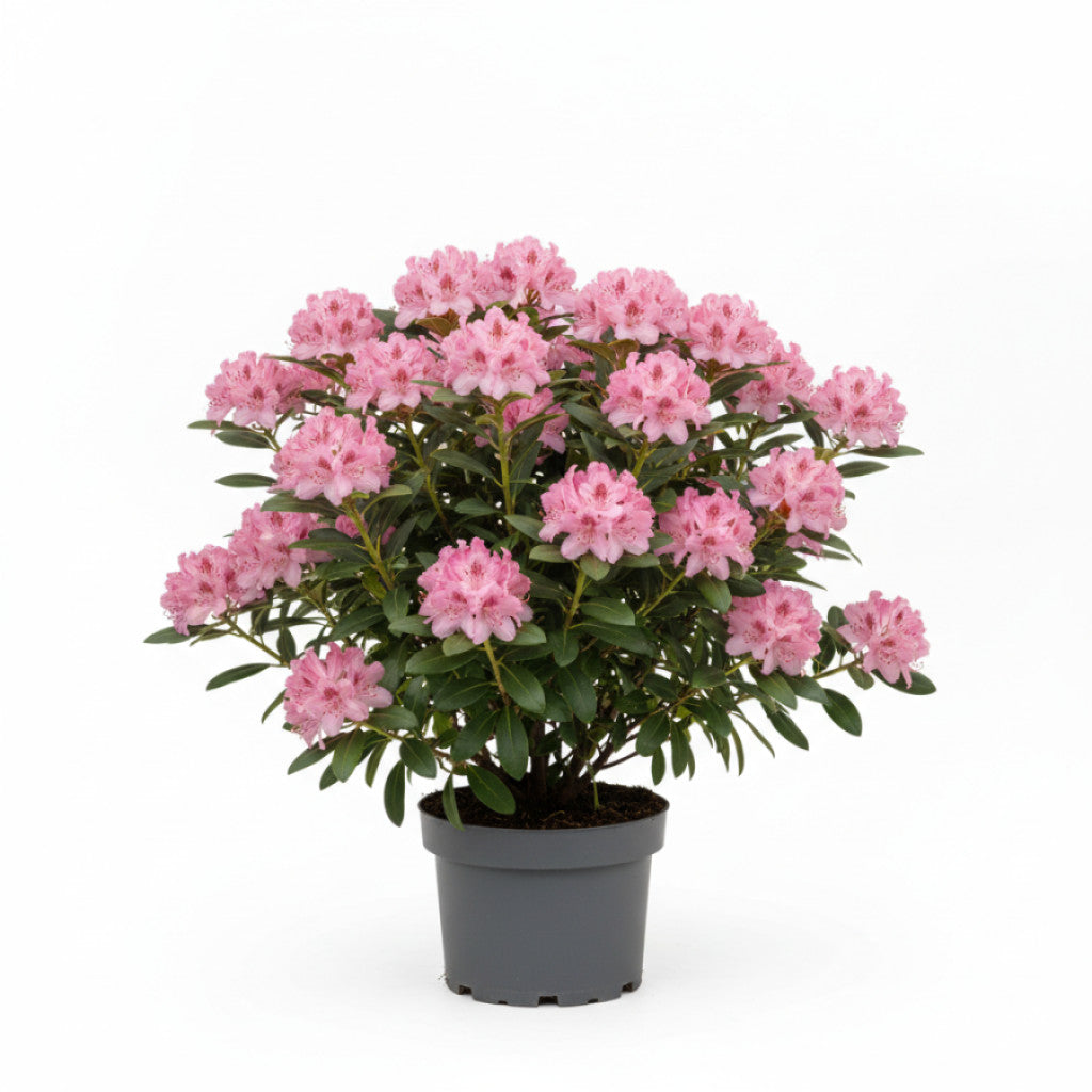 Rhododendron – Rhododendron 'English Roseum'