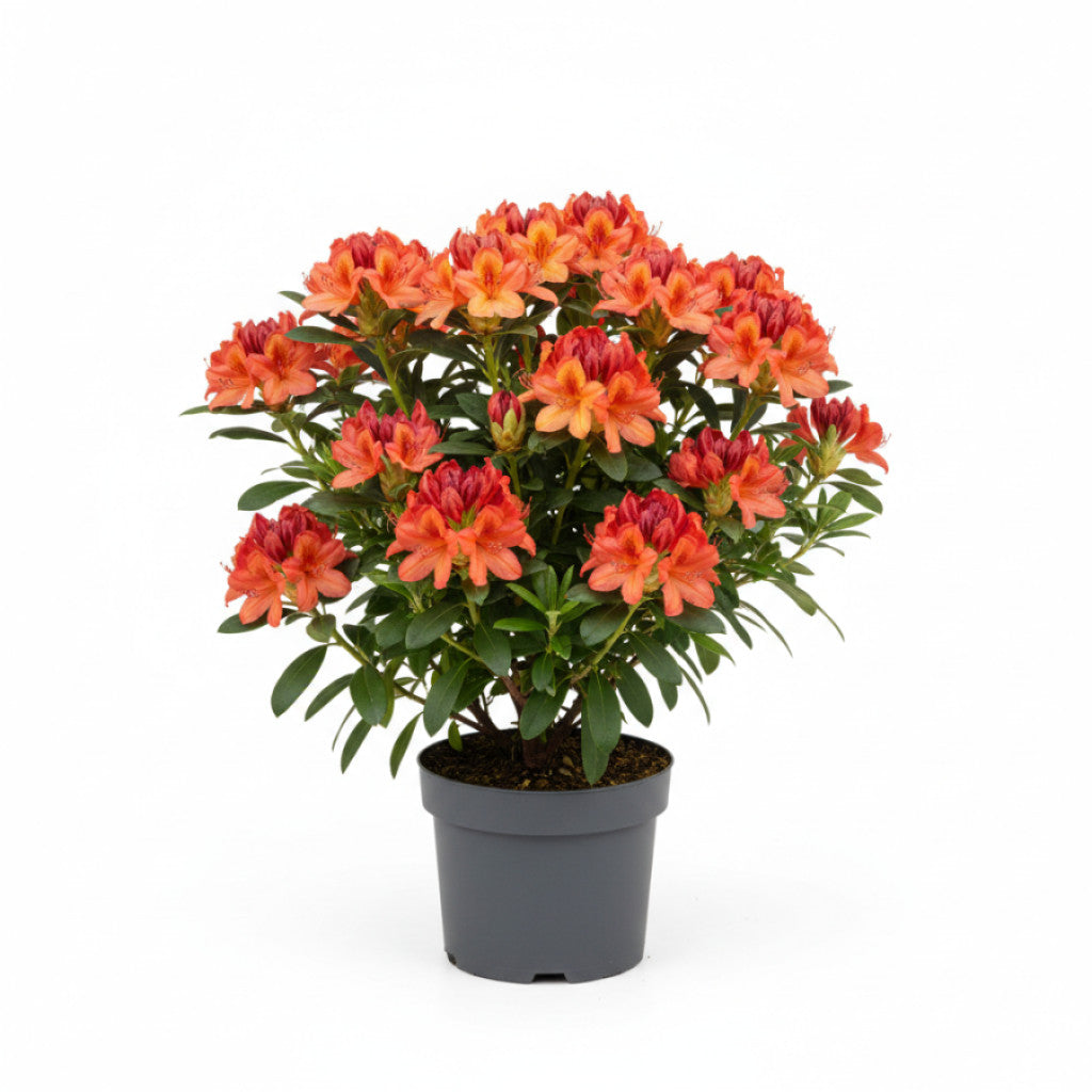 Rhododendron – Rhododendron (AK); &
