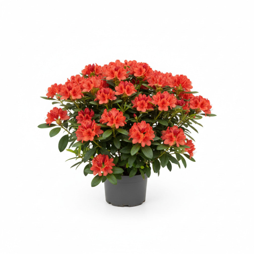 Rhododendron – Rhododendron (AK); &