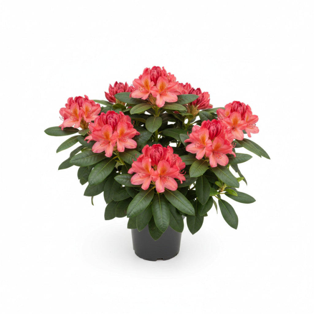 Rhododendron – Rhododendron (AJ); &