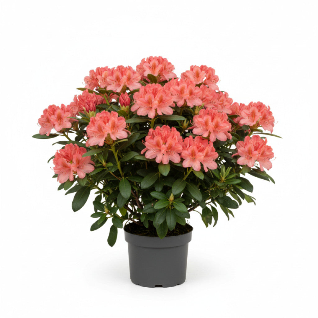 Rhododendron – Rhododendron (AJ); &