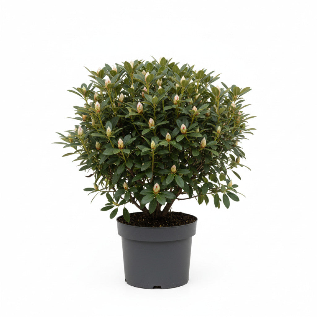 Rhododendron – Rhododendron (AV); &