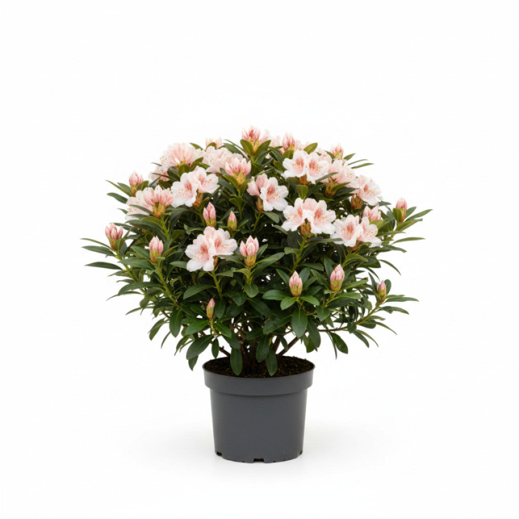 Rhododendron – Rhododendron (AV); &