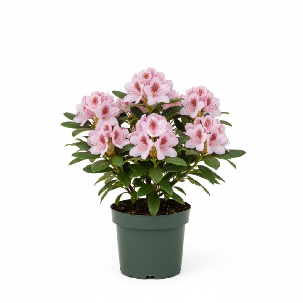 Rhododendron – Rhododendron (AJ); &