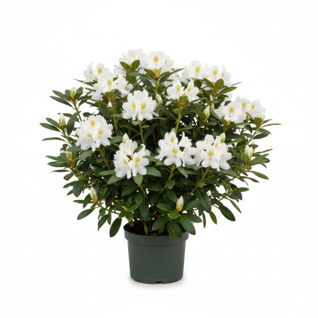 Rhododendron – Rhododendron (W); &