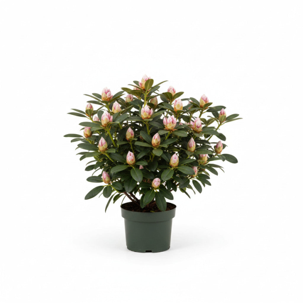 Rhododendron – Rhododendron (W); &