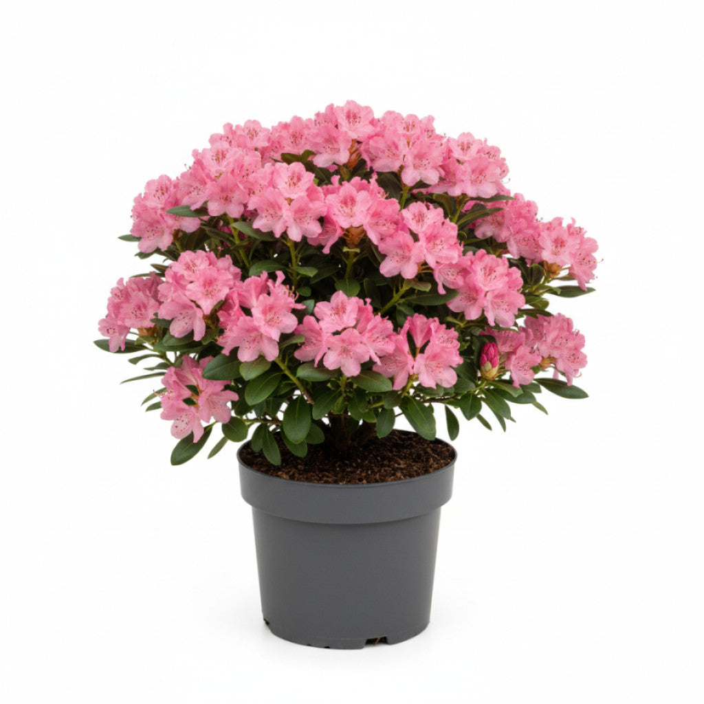 Rhododendron – Rhododendron &
