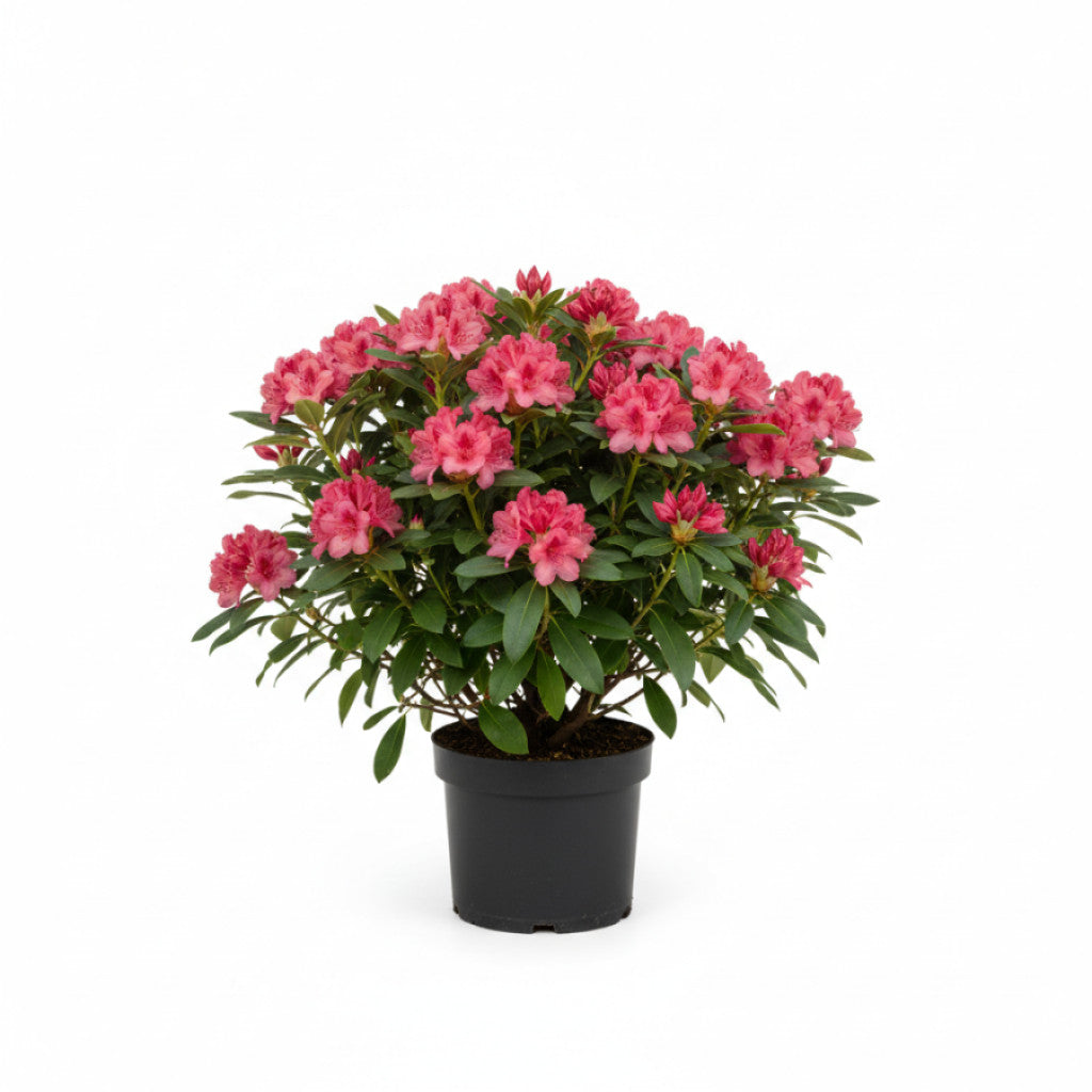 Rhododendron – Rhododendron &