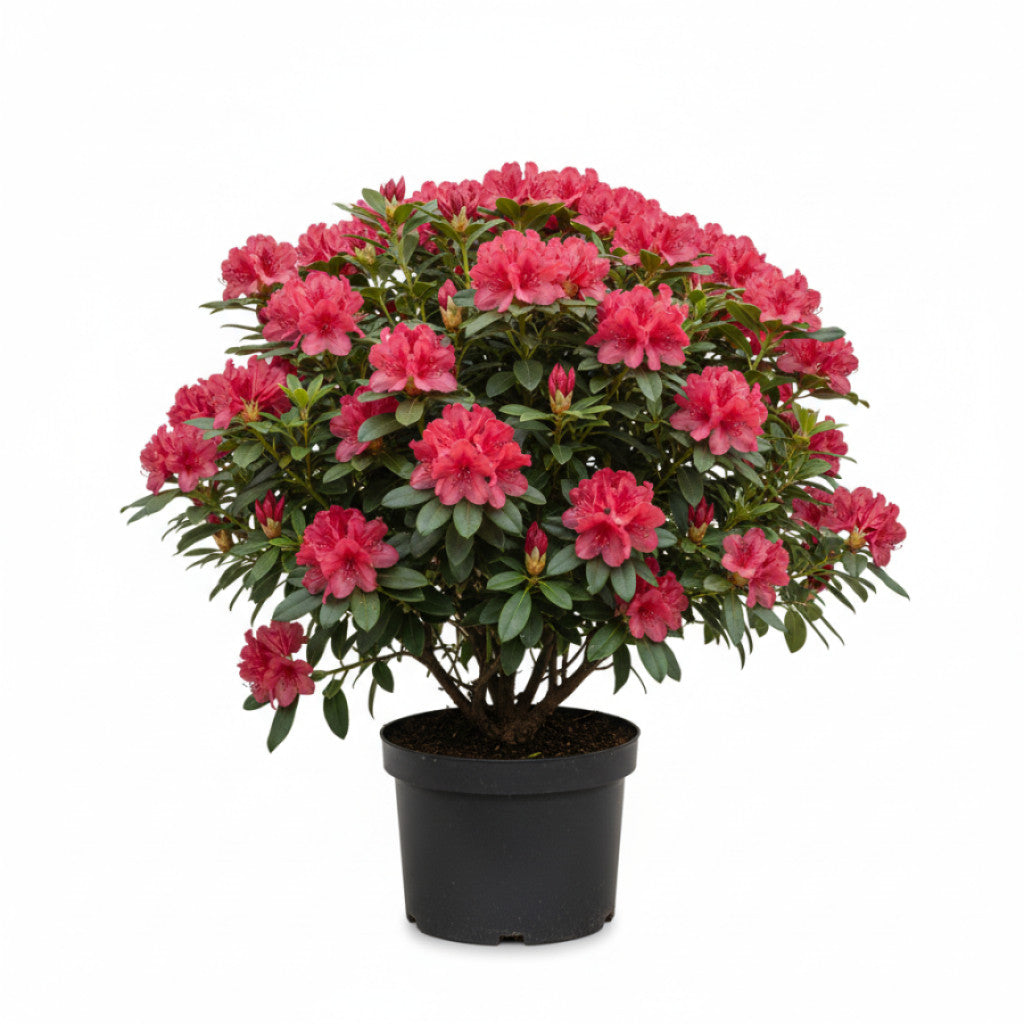 Rhododendron – Rhododendron &