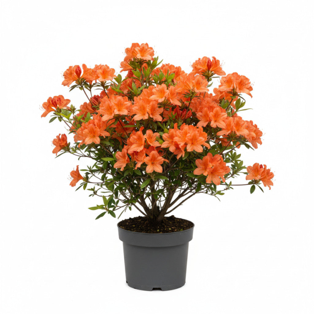 Rhododendron – Rhododendron (AK); &