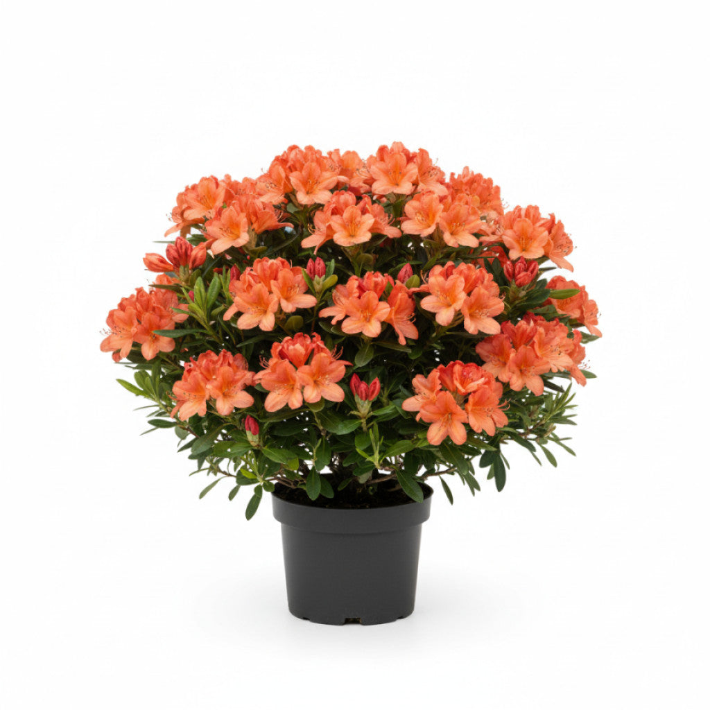 Rhododendron – Rhododendron (AK); &