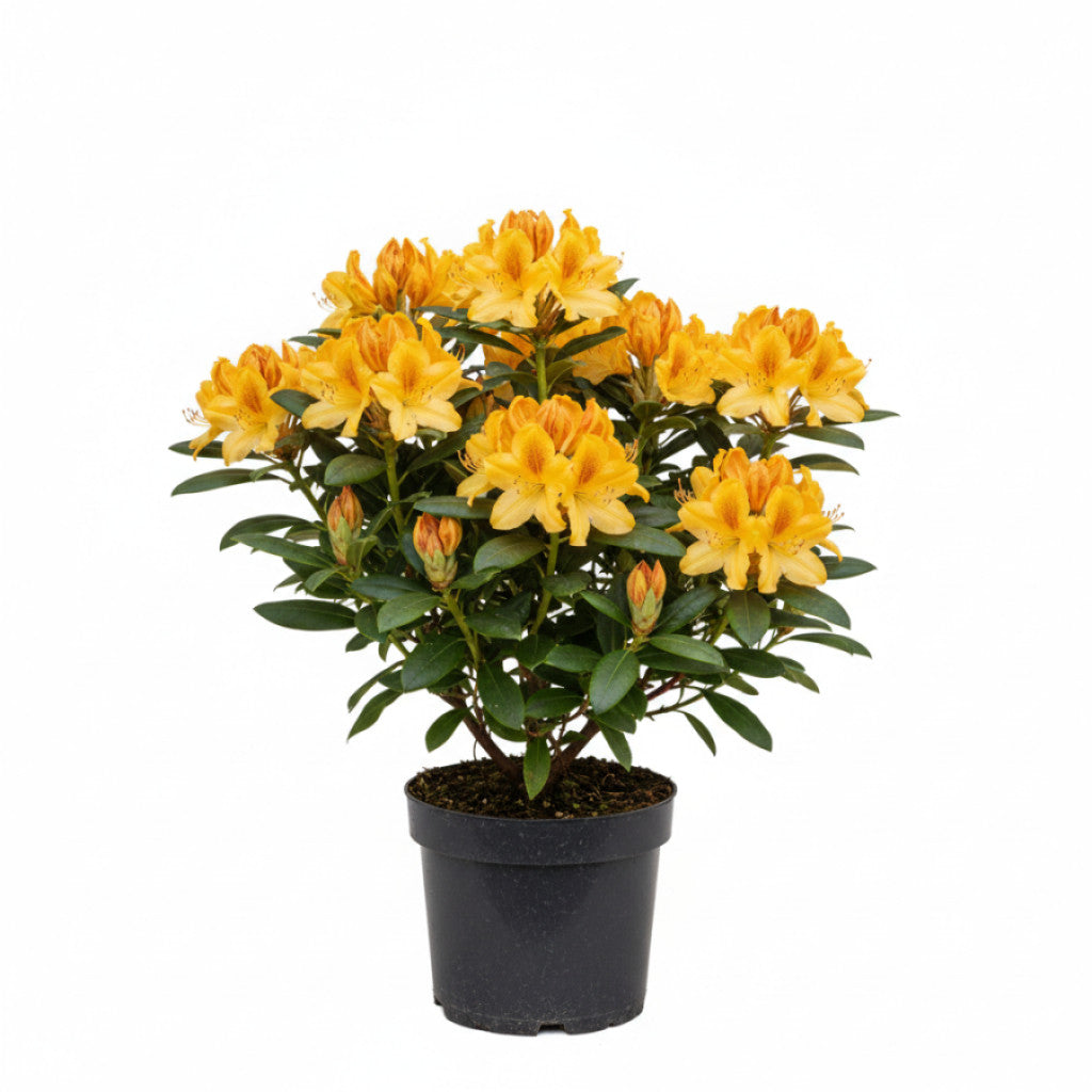 Rhododendron – Rhododendron (AK); &