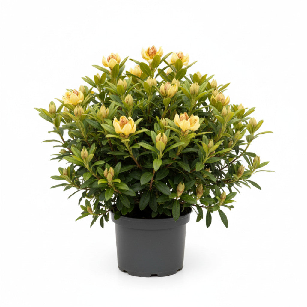 Rhododendron – Rhododendron (AK); &