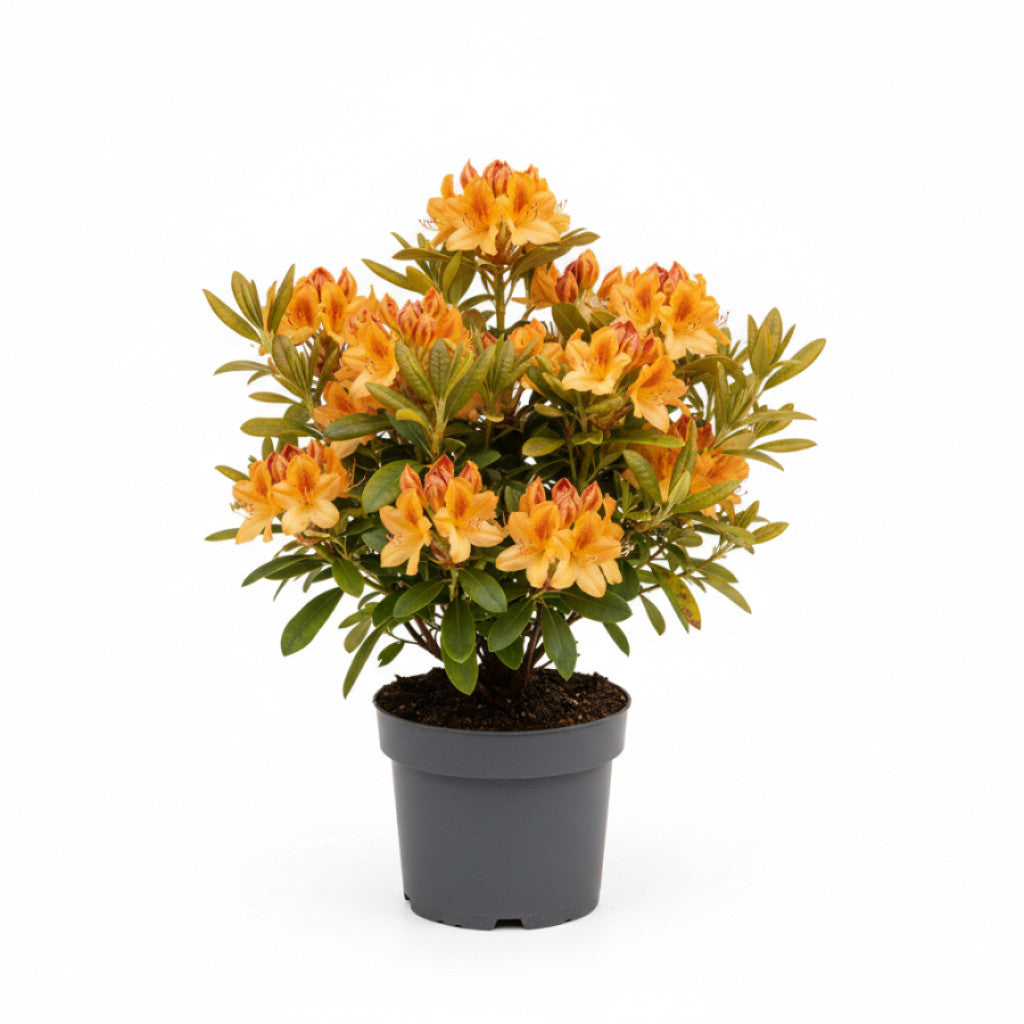 Rhododendron – Rhododendron (AZ); &