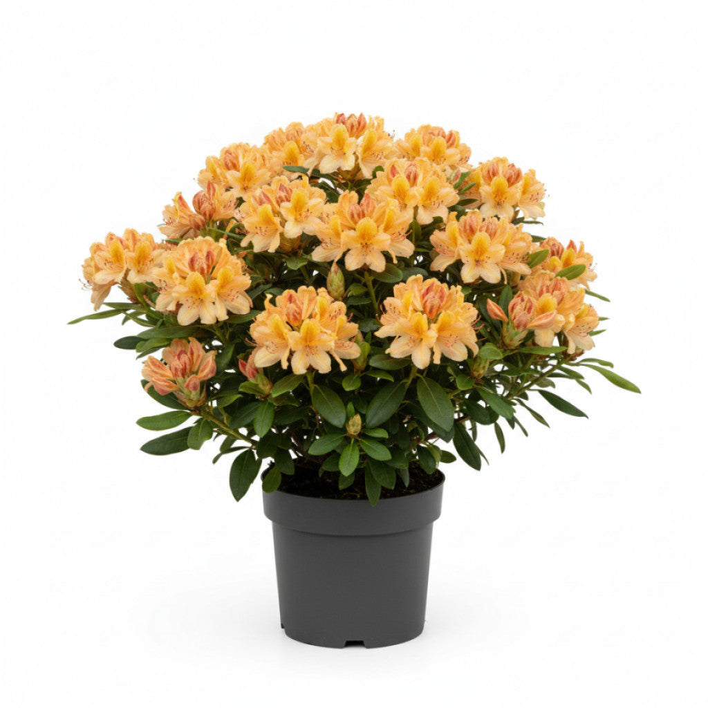 Rhododendron – Rhododendron (AZ); &