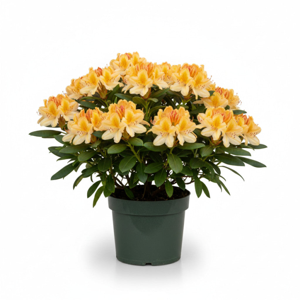 Rhododendron – Rhododendron (Y); &
