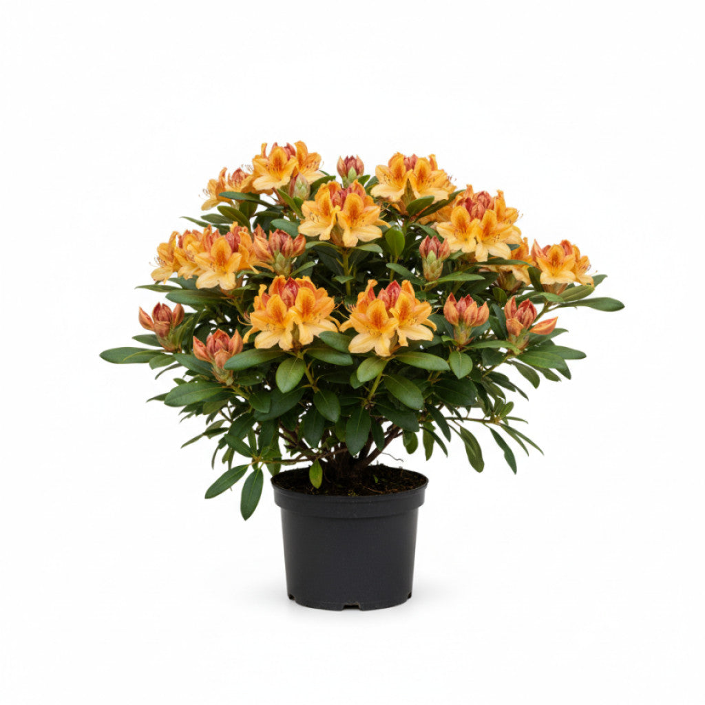 Rhododendron – Rhododendron (AK); &
