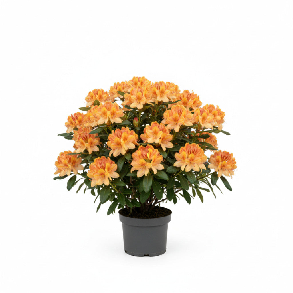 Rhododendron – Rhododendron (AK); &