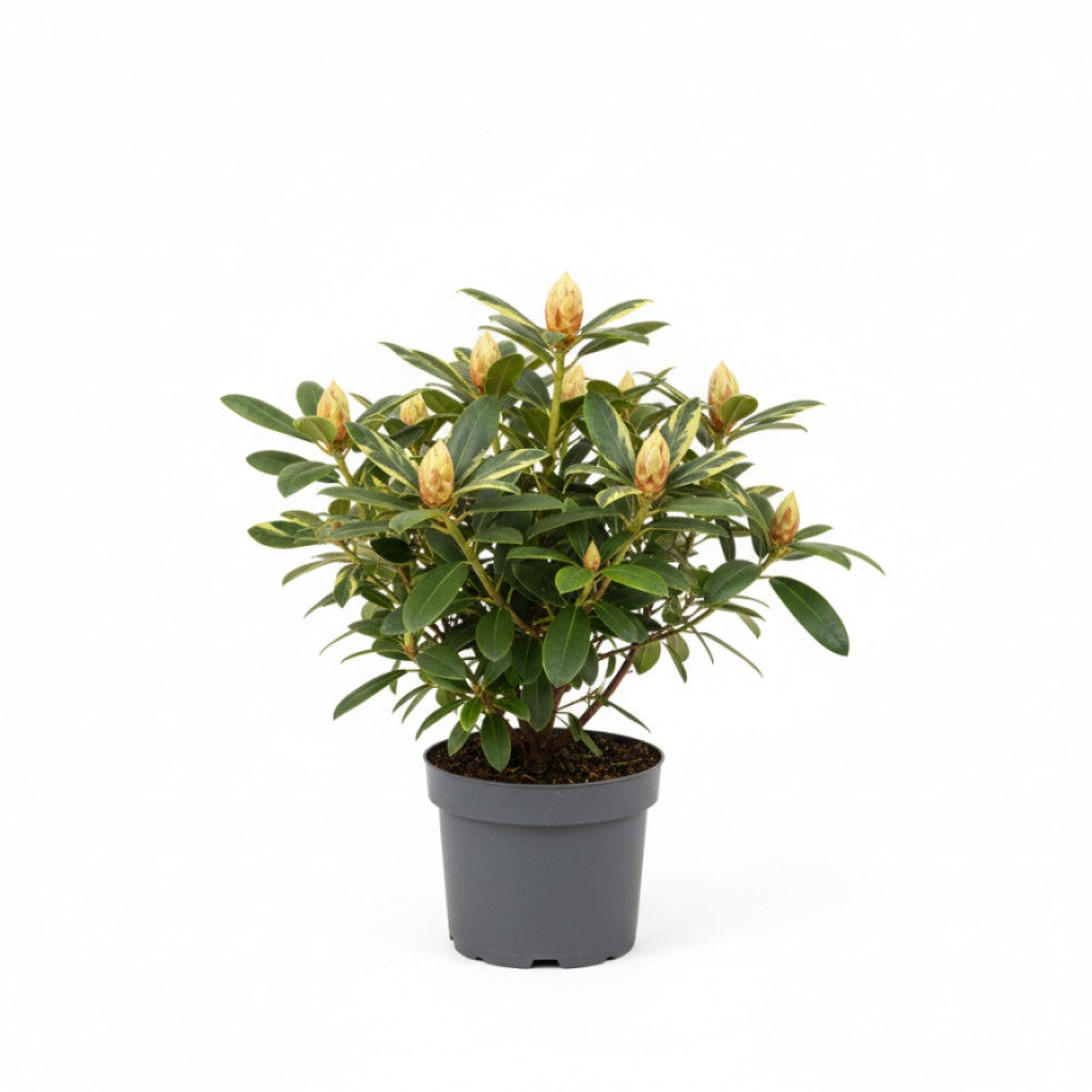Rhododendron – Rhododendron &
