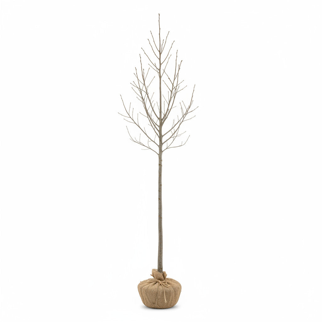 Fältlönn – Acer campestre &