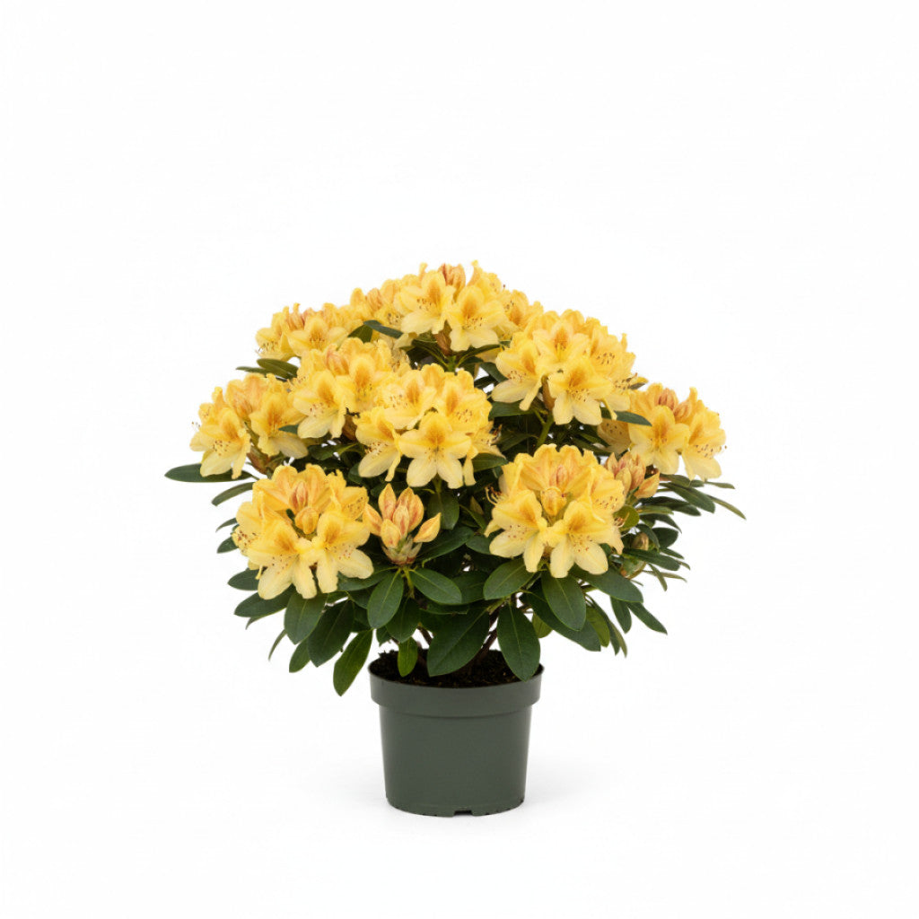 Rhododendron – Rhododendron (AK); &