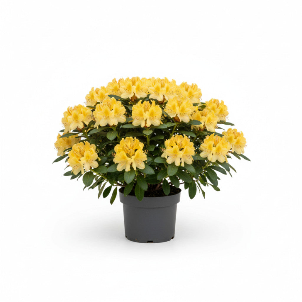 Rhododendron – Rhododendron (AK); &