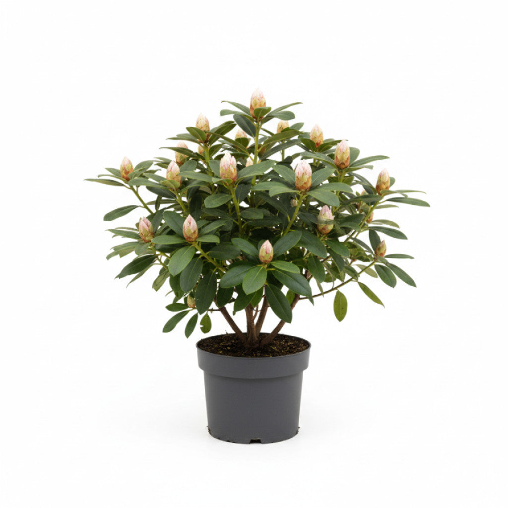 Rhododendron – Rhododendron &