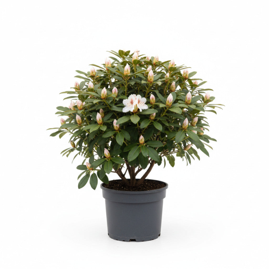 Rhododendron – Rhododendron &