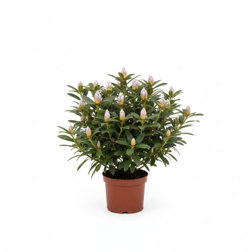 Rhododendron – Rhododendron ponticum &