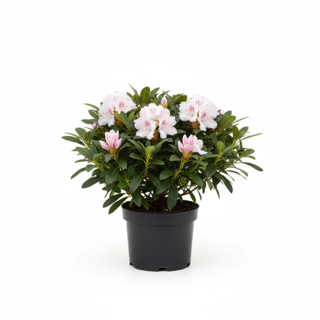 Rhododendron – Rhododendron ponticum &