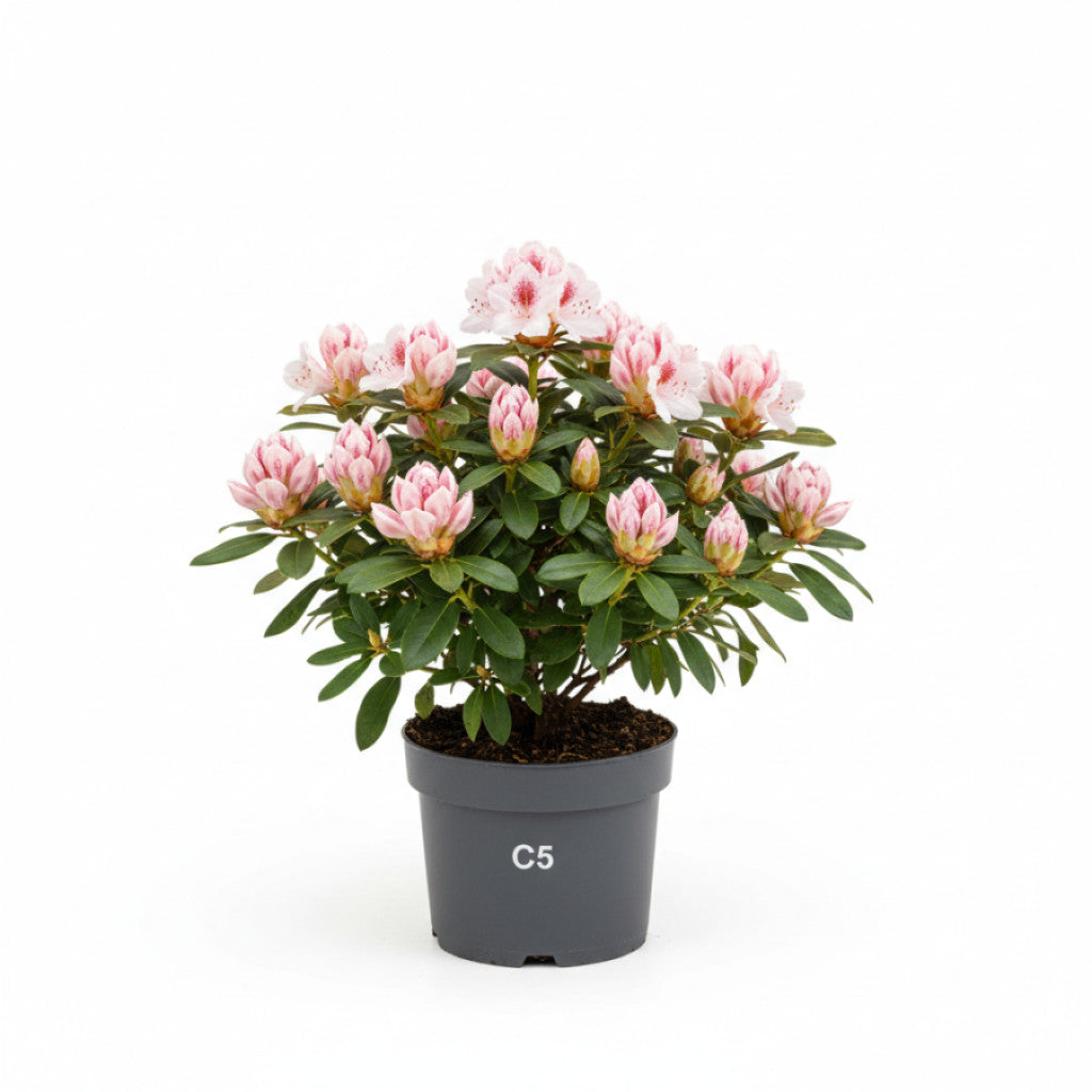 Rhododendron – Rhododendron (AP); &