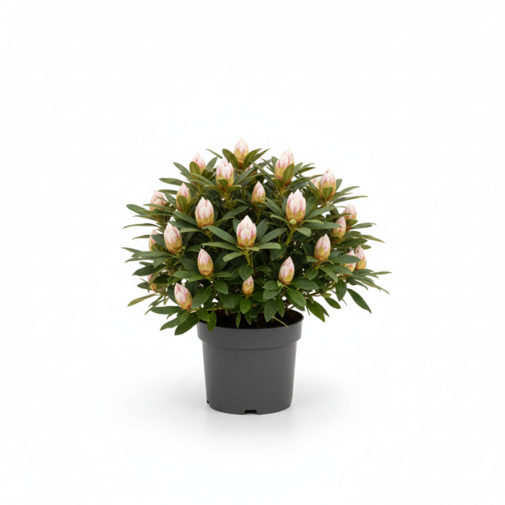 Rhododendron – Rhododendron &