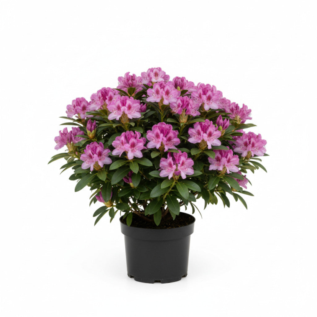 Rhododendron – Rhododendron Belami - C5 30-40 CM