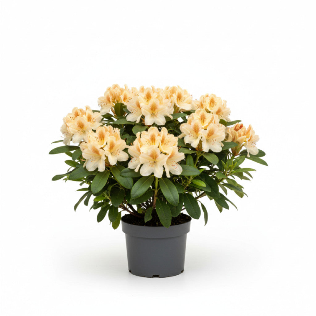 Rhododendron – Rhododendron Caruso - C5 30-40 CM
