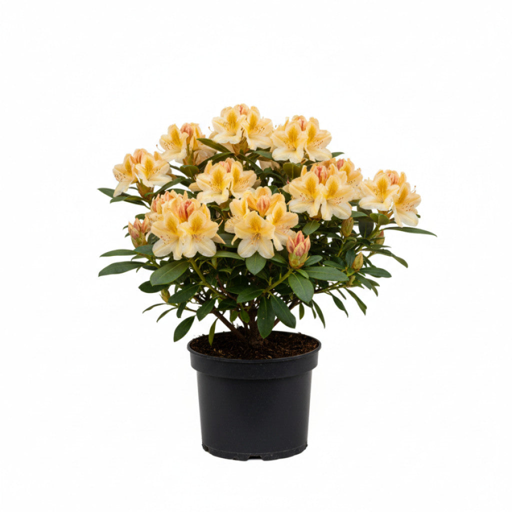 Rhododendron – Rhododendron Goldinetta - C5 30-40 CM