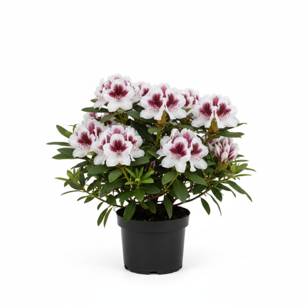 Rhododendron – Rhododendron &