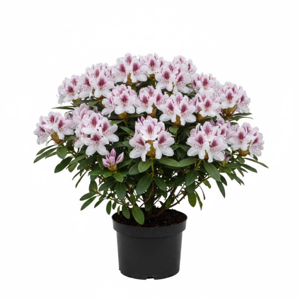 Rhododendron – Rhododendron &