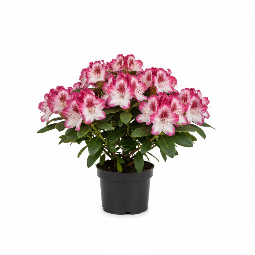 Rhododendron – Rhododendron &