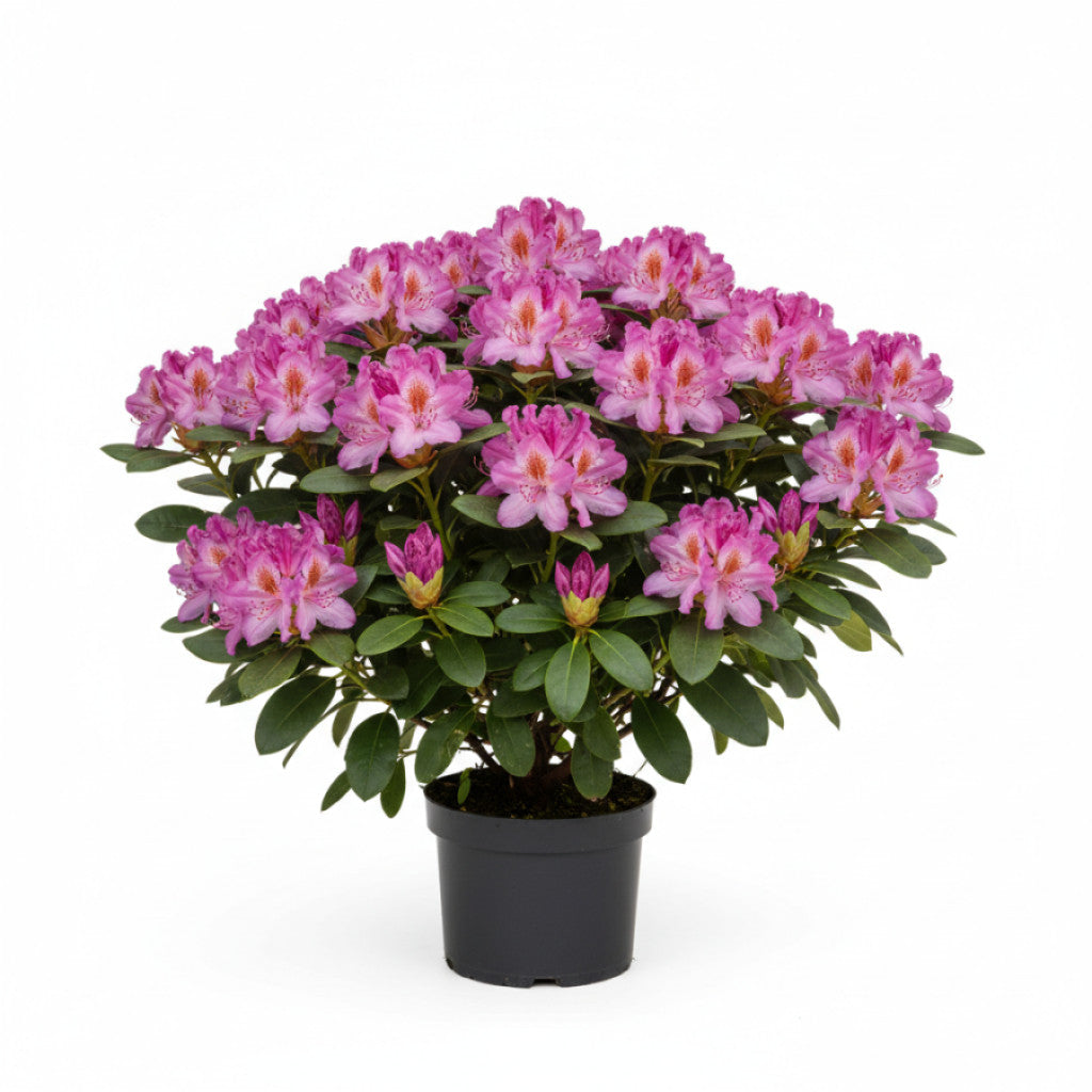 Rhododendron – Rhododendron &