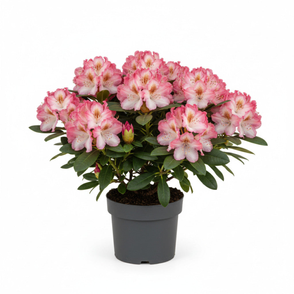 Rhododendron – Rhododendron &