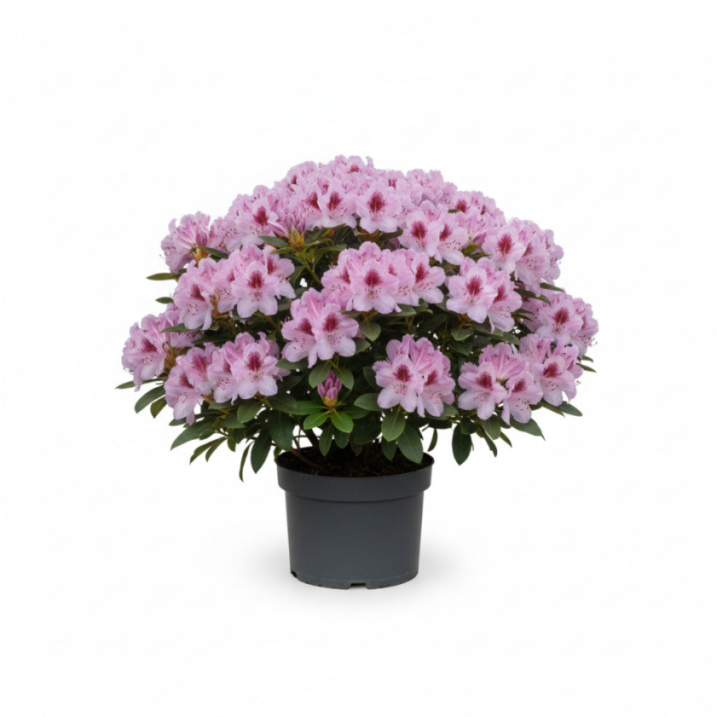 Rhododendron – Rhododendron &