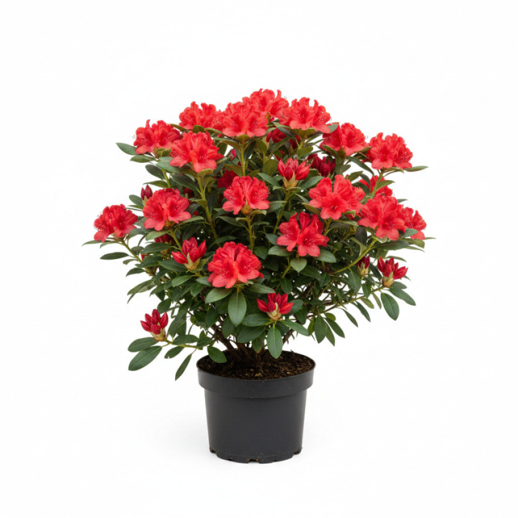 Rhododendron – Rhododendron &